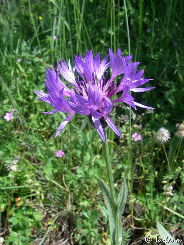 Изображение особи Centaurea fuscomarginata.