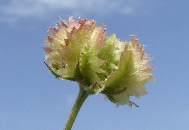 Изображение особи Calendula persica.