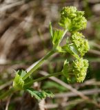 Alchemilla glomerulans