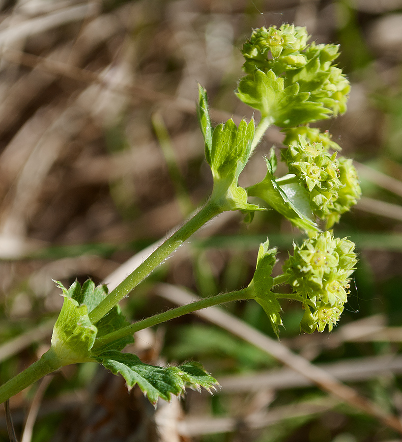 Image of Alchemilla glomerulans specimen.