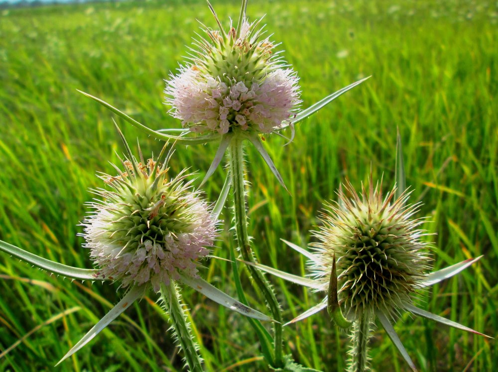 Изображение особи Dipsacus laciniatus.