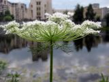 Daucus carota