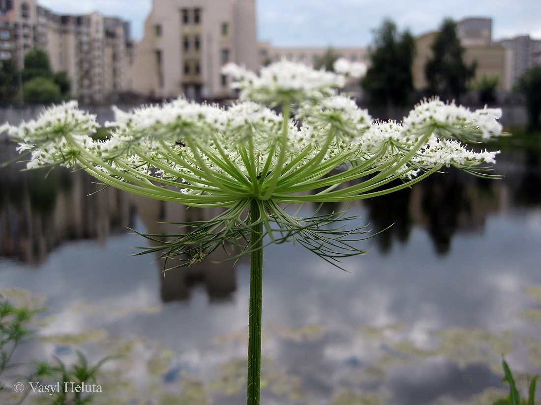 Image of Daucus carota specimen.