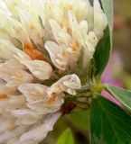 Trifolium pratense. Часть соцветия (белоцветковая форма). Подмосковье, окр. г. Одинцово, разнотравный луг. Сентябрь 2013 г.