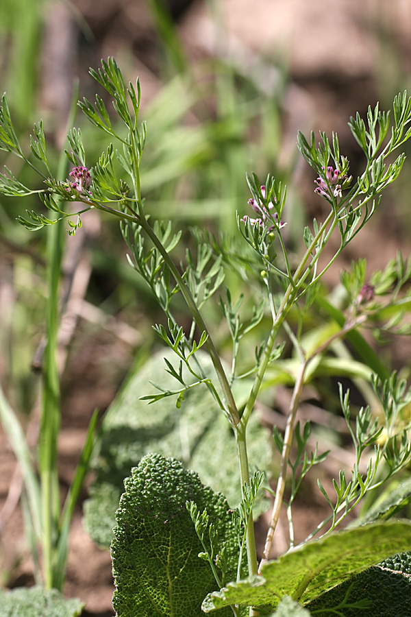 Image of Fumaria vaillantii specimen.