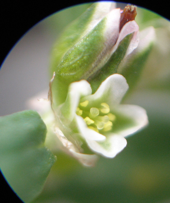 Image of Polygonum aviculare specimen.