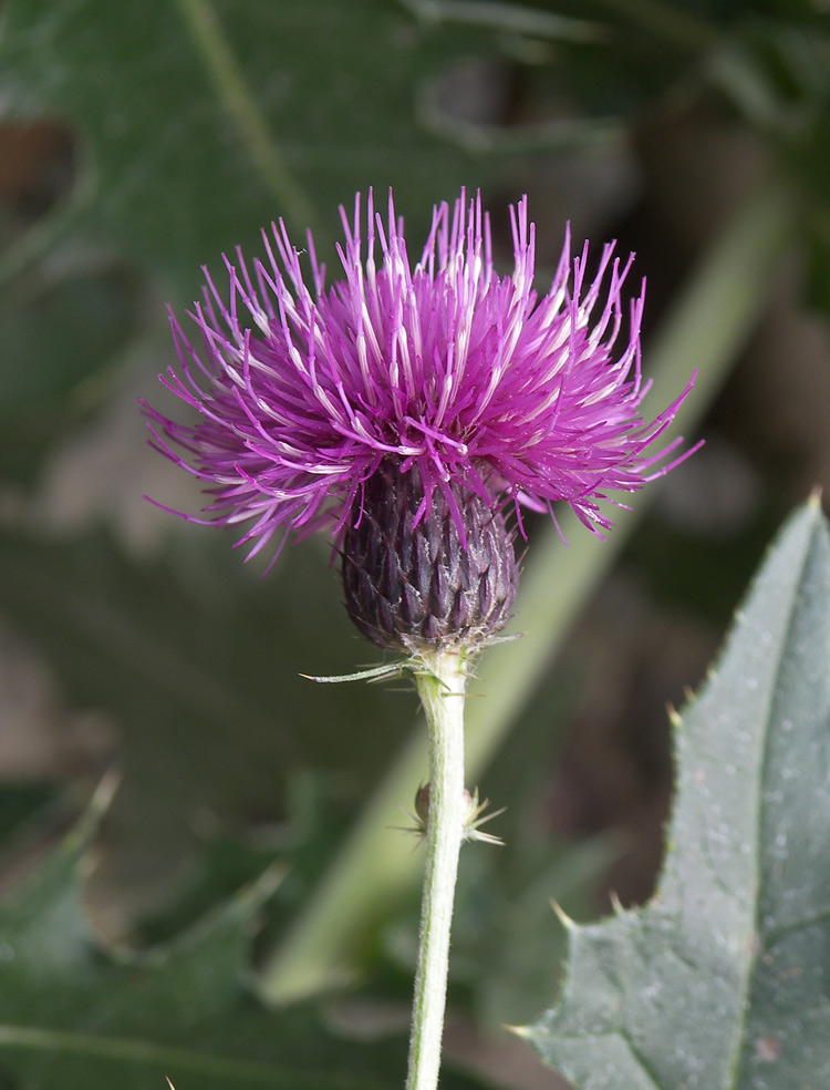 Image of Cirsium uliginosum specimen.