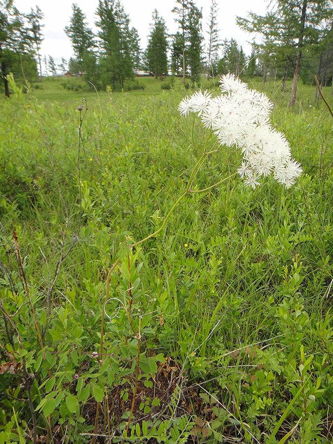 Image of Thalictrum contortum specimen.