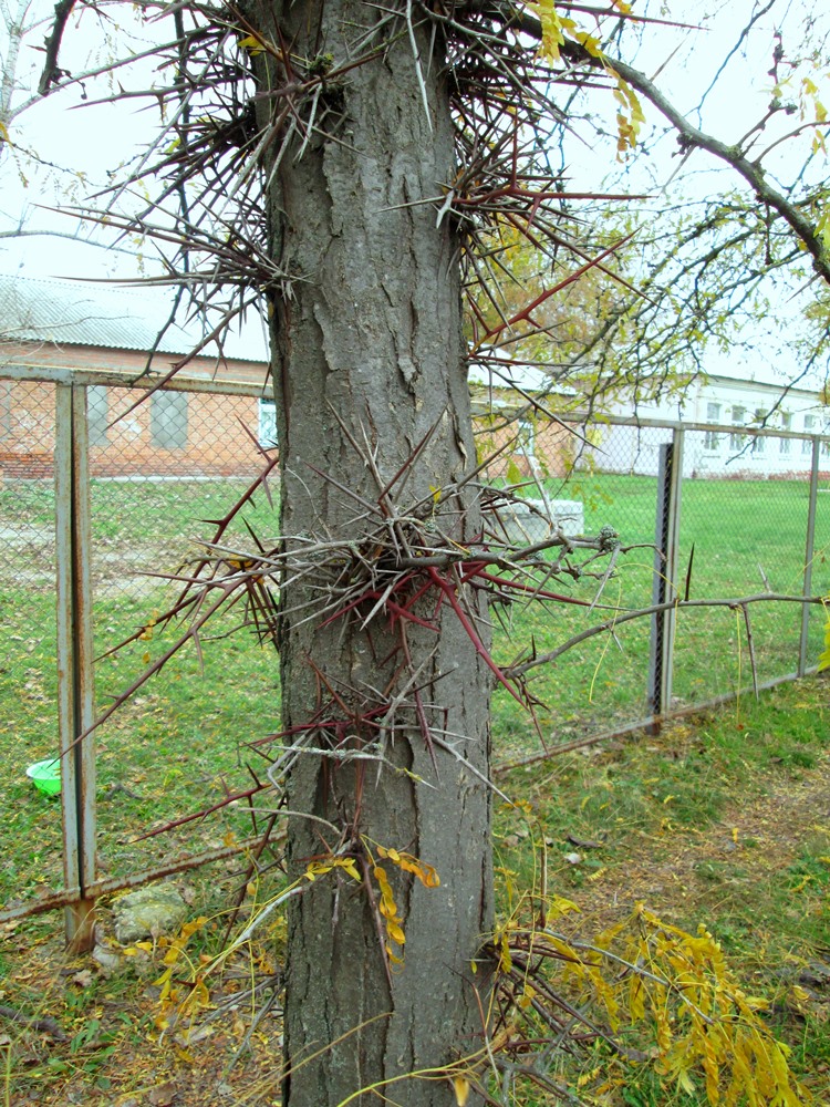 Image of Gleditsia triacanthos specimen.