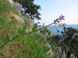 Erodium malacoides