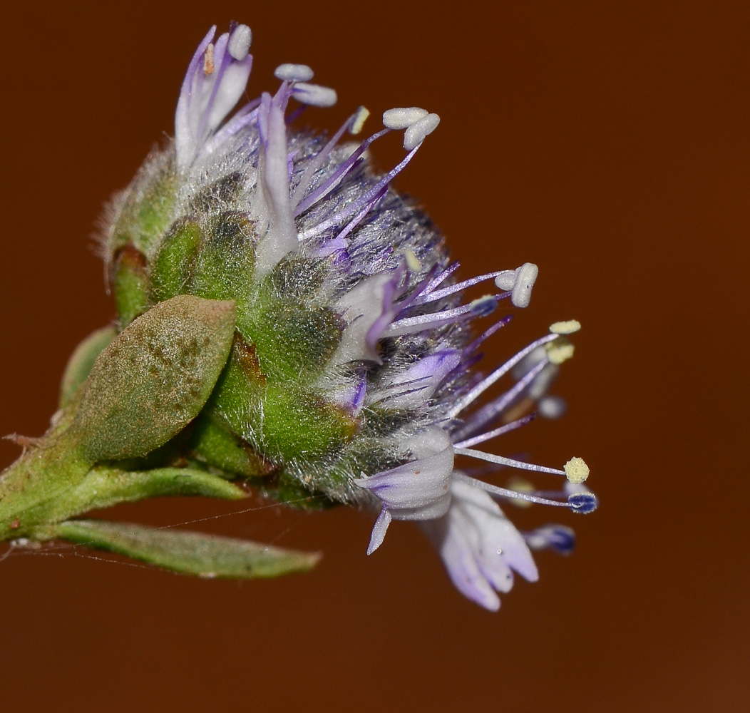 Image of Globularia arabica specimen.