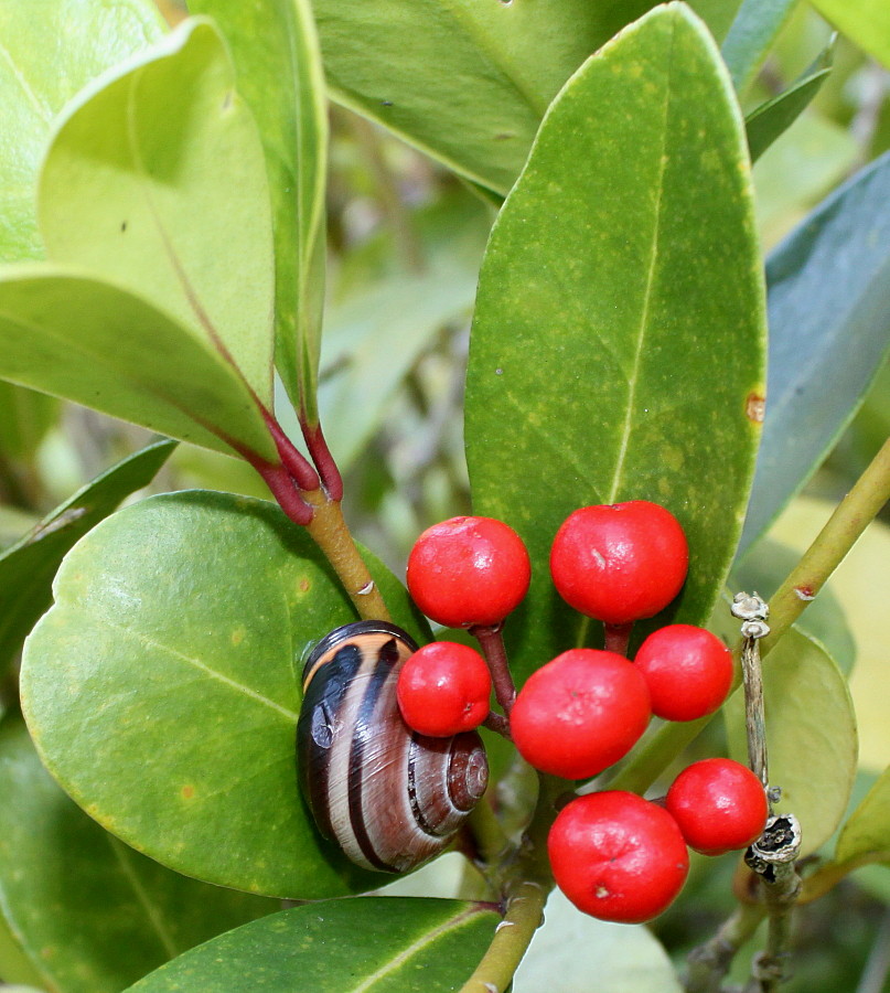 Изображение особи Skimmia japonica.