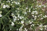 Crambe orientalis