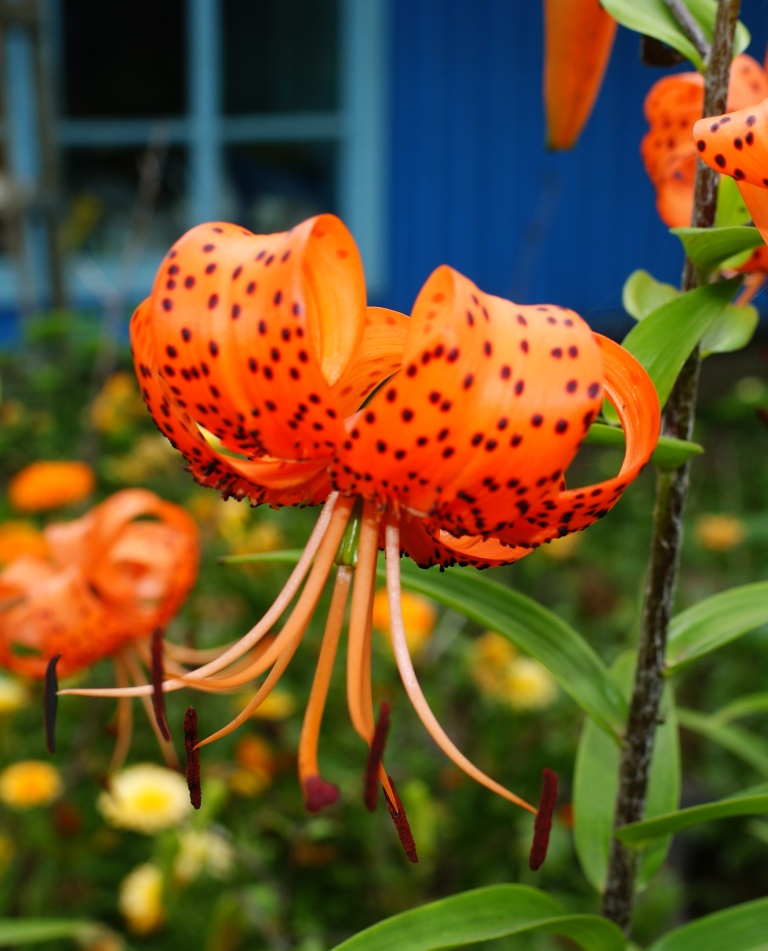 Image of Lilium lancifolium specimen.