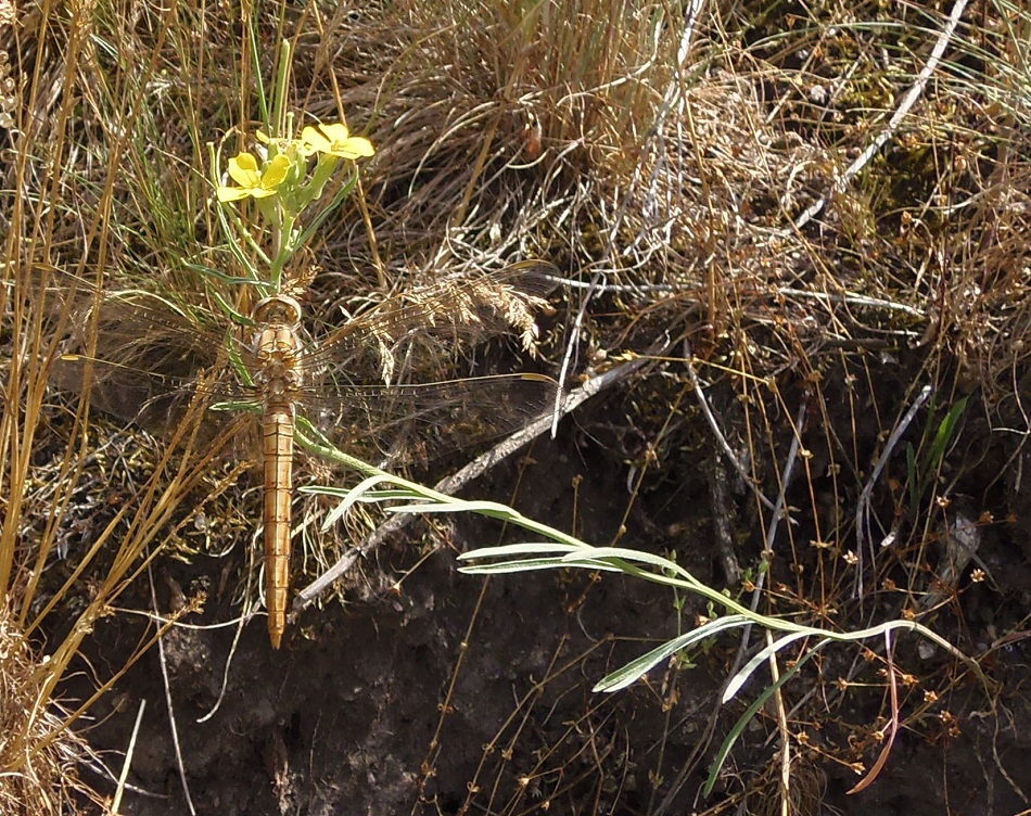 Image of Erysimum canescens specimen.