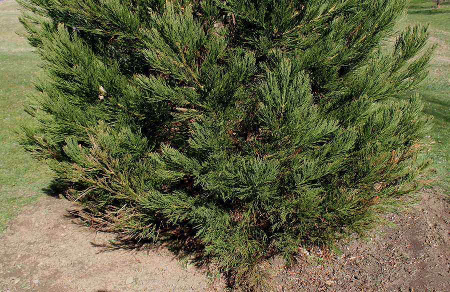 Image of Sequoiadendron giganteum specimen.