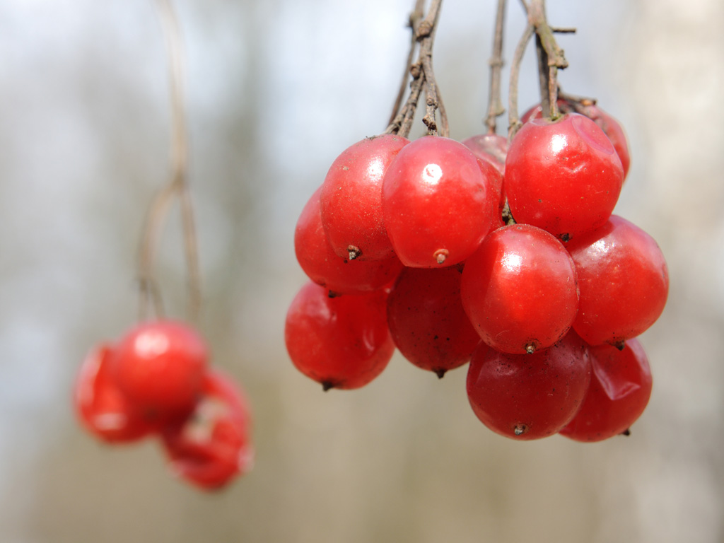 Image of Viburnum opulus specimen.