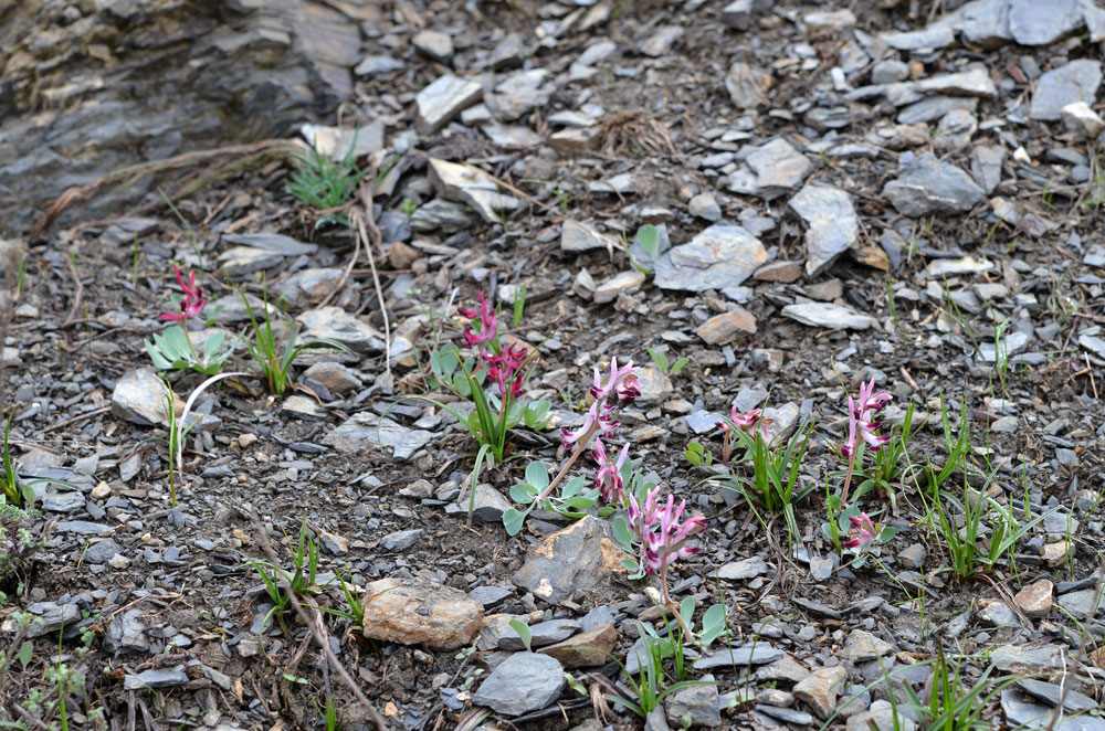 Image of Corydalis ledebouriana specimen.