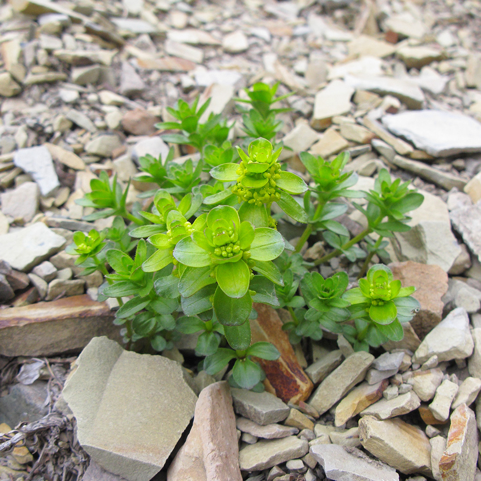 Image of Cruciata laevipes specimen.