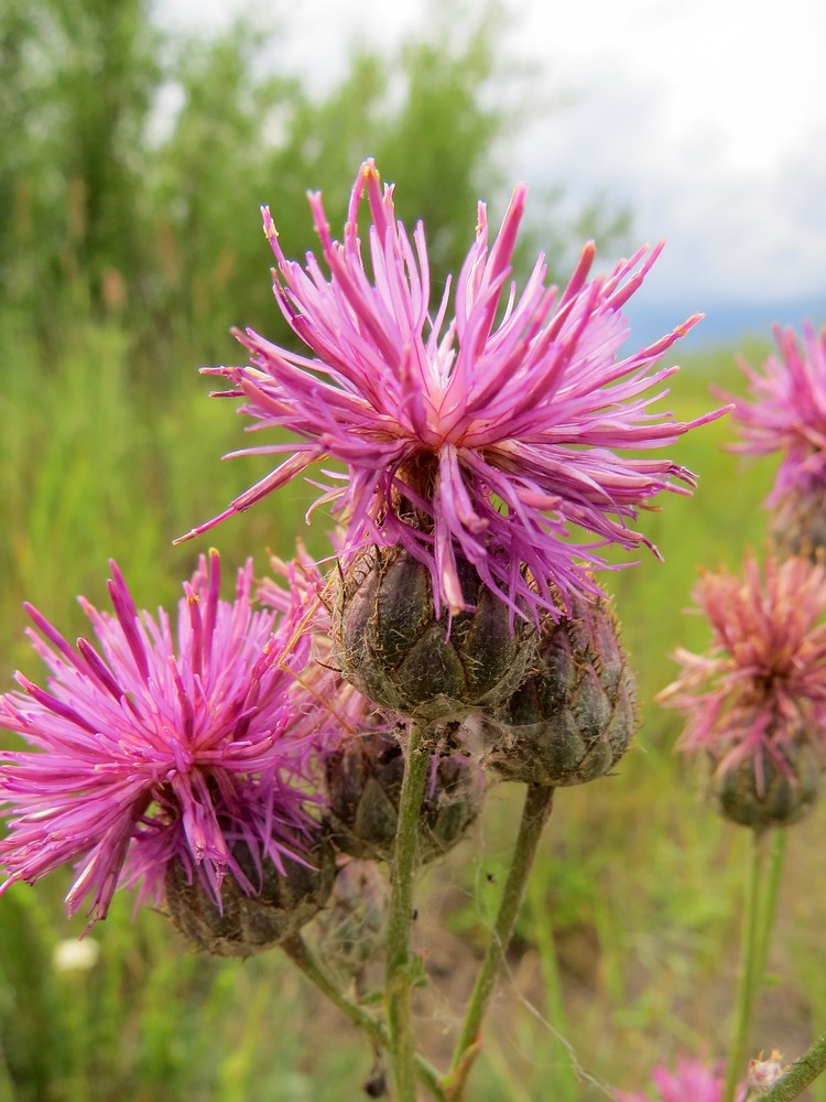 Изображение особи Centaurea apiculata.