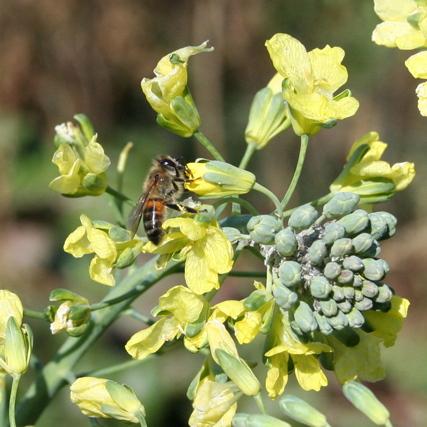 Image of Brassica oleracea var. italica specimen.