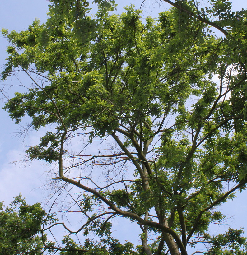 Image of Nothofagus obliqua specimen.