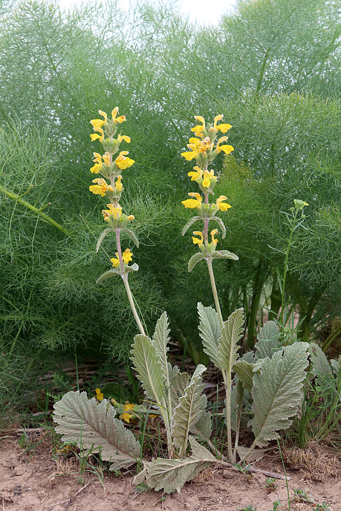 Изображение особи Phlomoides fulgens.