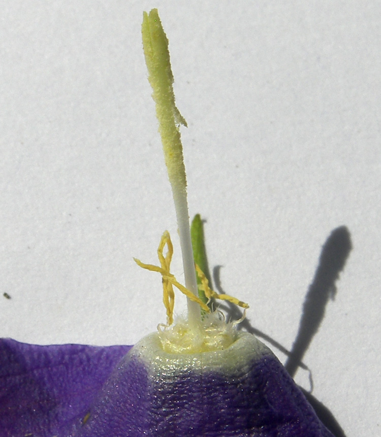 Image of Campanula circassica specimen.