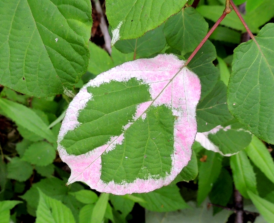 Image of Actinidia kolomikta specimen.