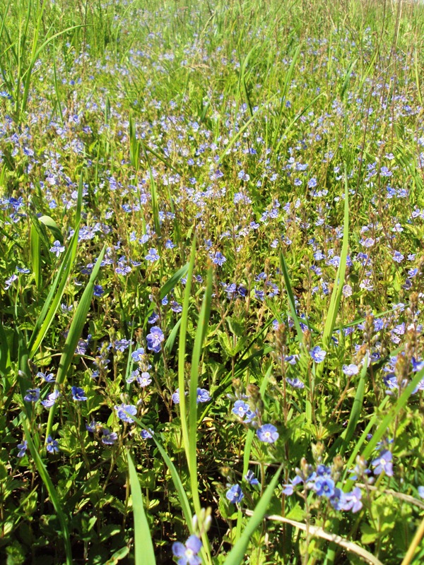 Image of Veronica chamaedrys specimen.