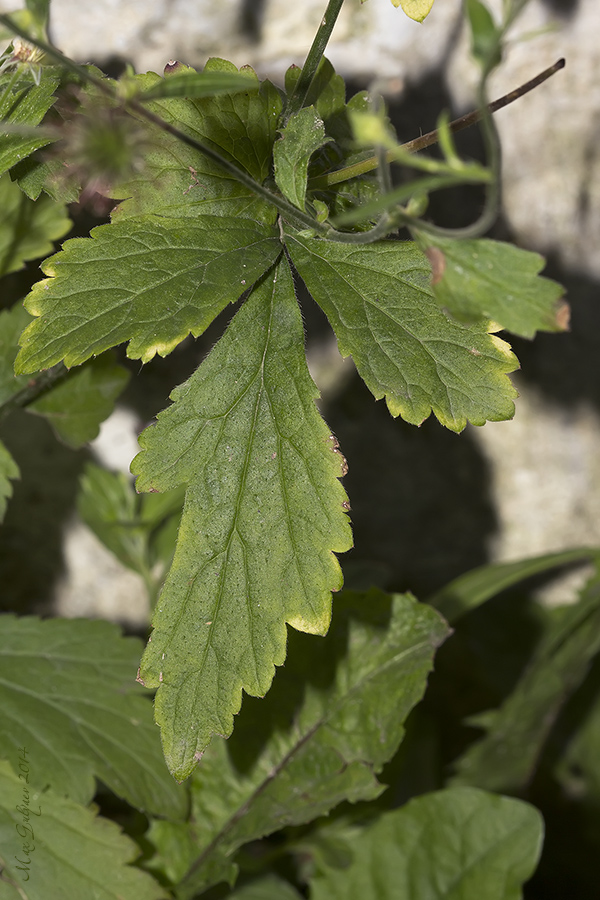 Image of Geum urbanum specimen.