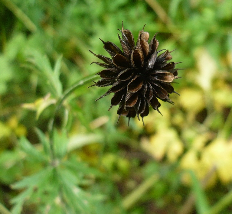 Image of genus Trollius specimen.