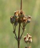 Silene densiflora