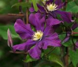 Clematis × jackmanii