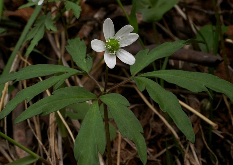 Изображение особи Anemone debilis.