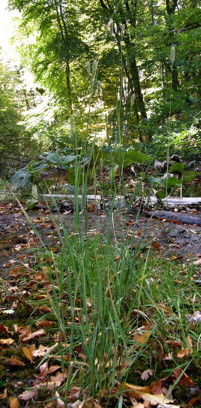 Image of Phleum nodosum specimen.