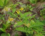 Astragalus propinquus. Верхушка цветущего растения. Бурятия, южная часть Баргузинского хребта, окр. перевала Снежного (выс. около 1500 м н.у.м.). 15.07.2009.