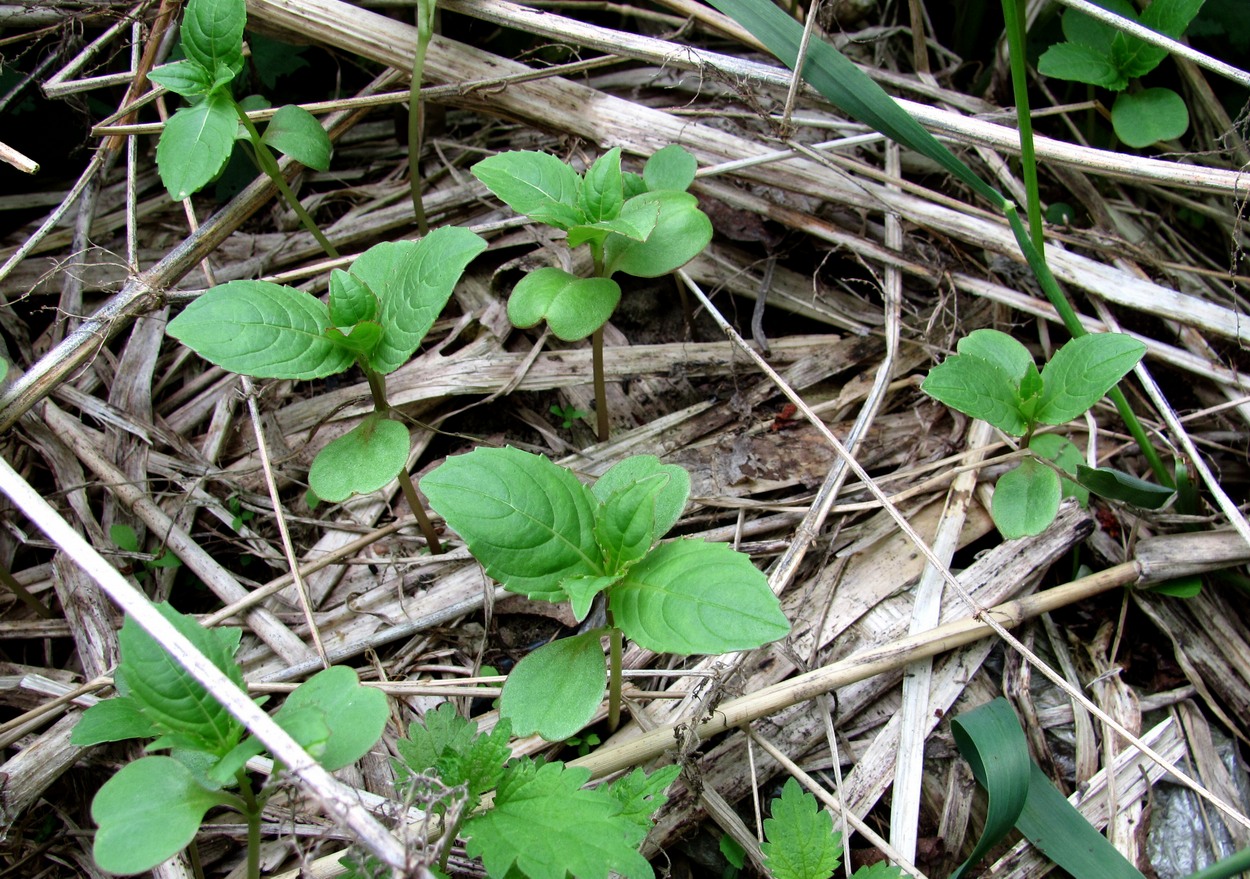 Image of Impatiens glandulifera specimen.