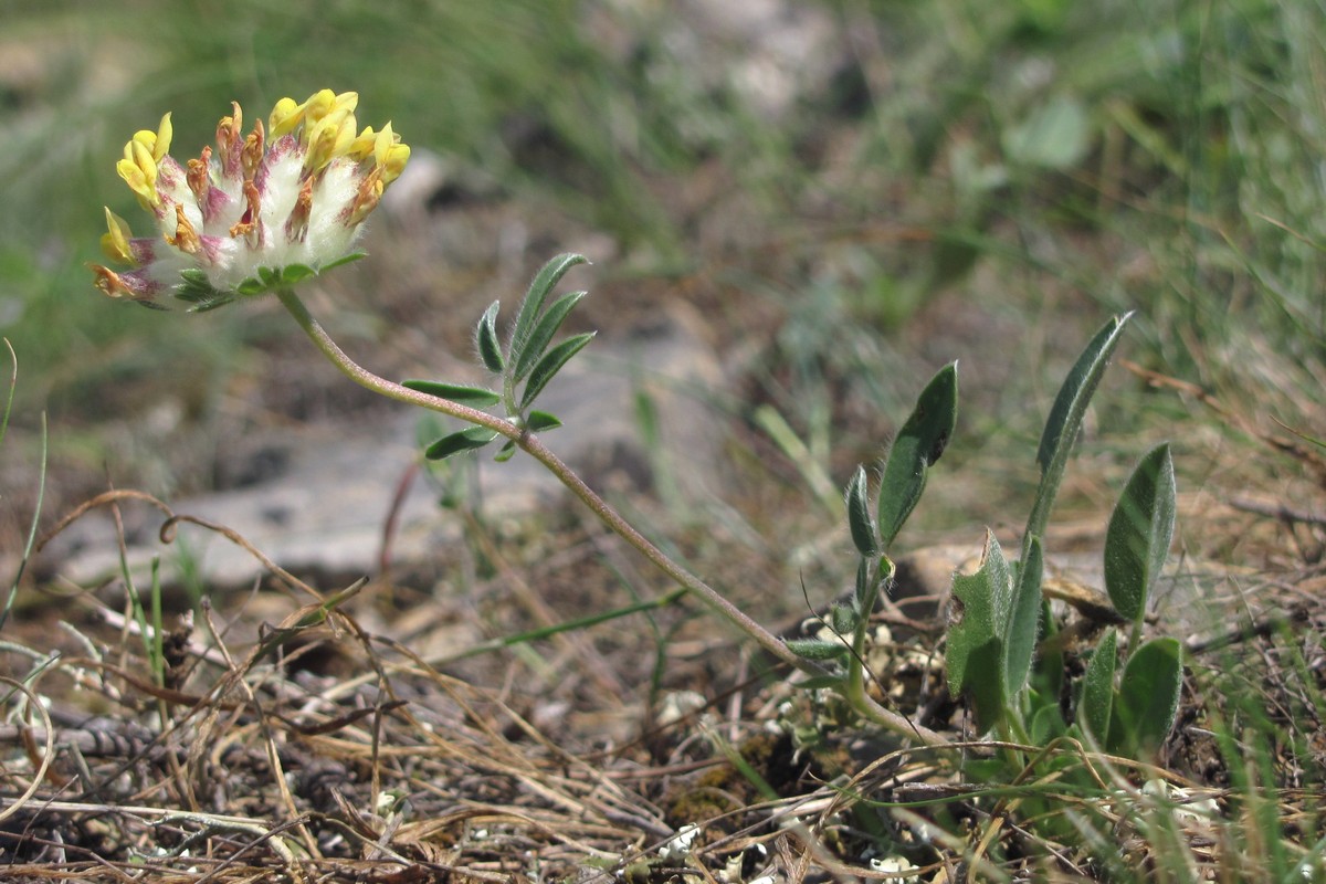 Image of Anthyllis taurica specimen.