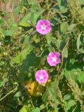 Ipomoea purpurea