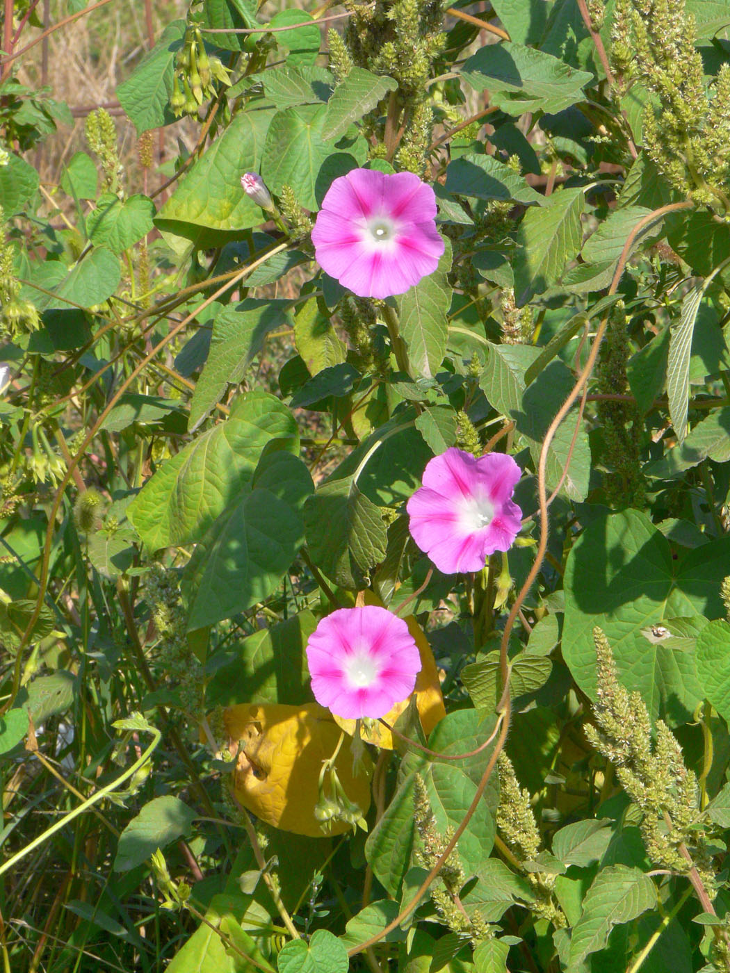 Image of Ipomoea purpurea specimen.