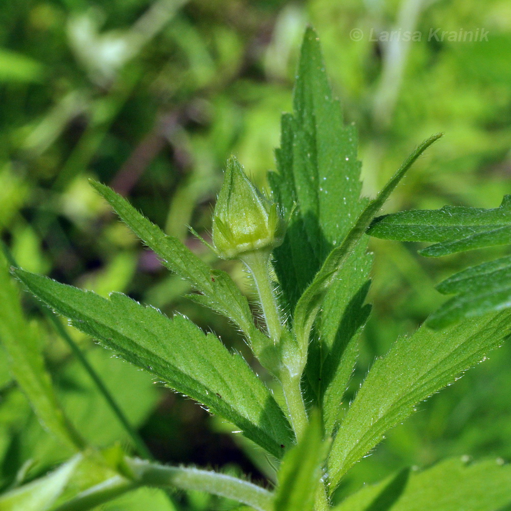 Изображение особи Geum aleppicum.