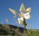 Dianthus elongatus. Цветок. Краснодарский край, Темрюкский р-н, мыс Железный Рог, приморский обрывистый глинистый склон. 08.06.2015.