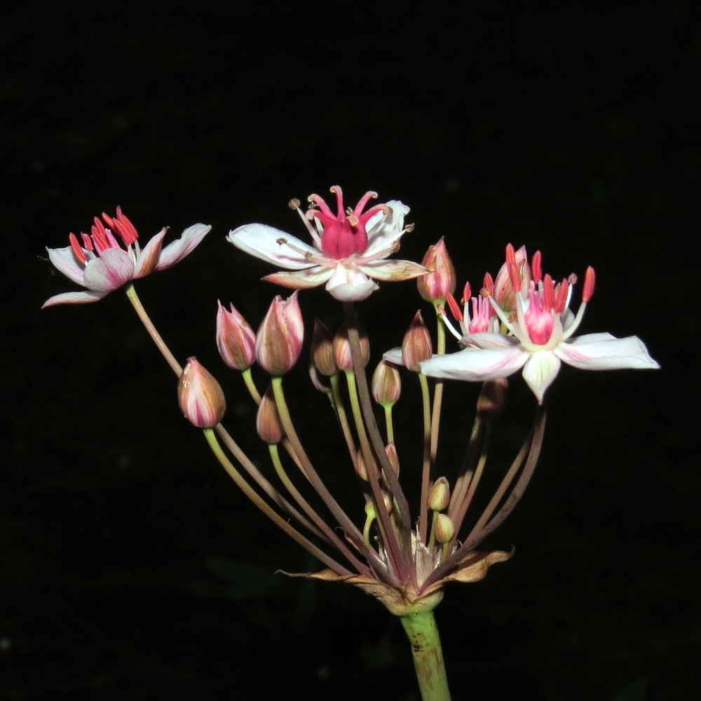 Image of Butomus umbellatus specimen.