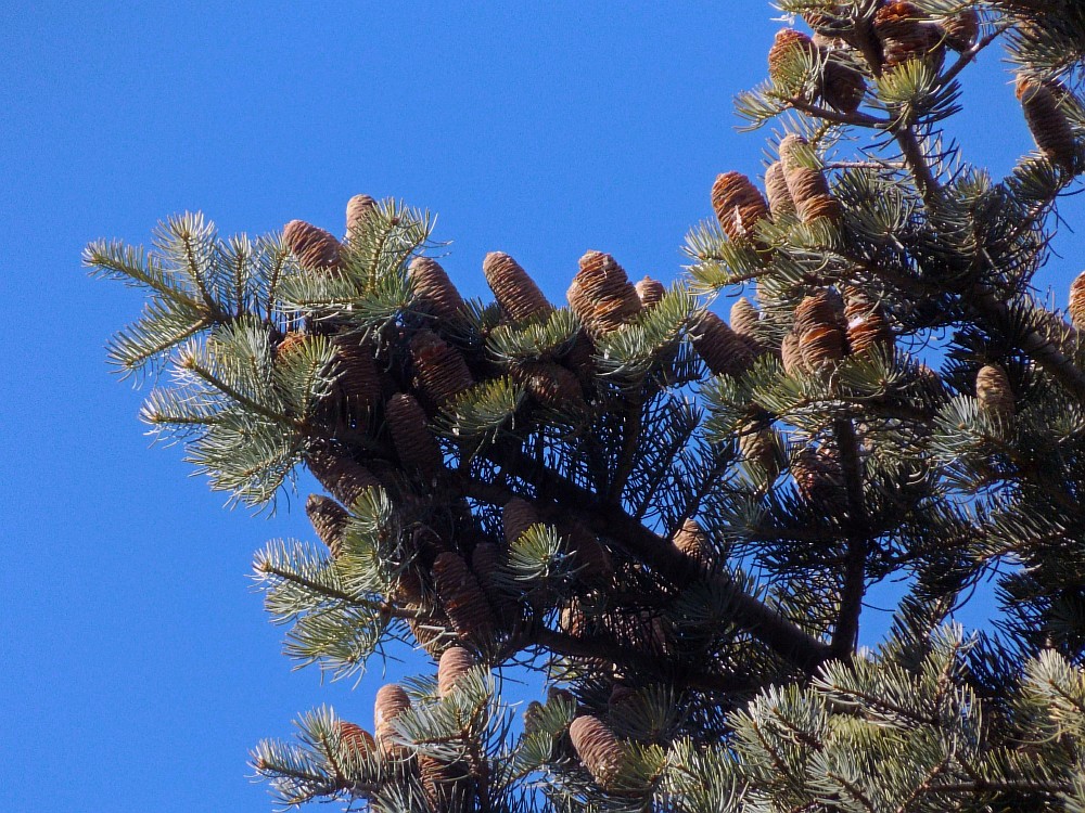 Изображение особи Abies concolor.