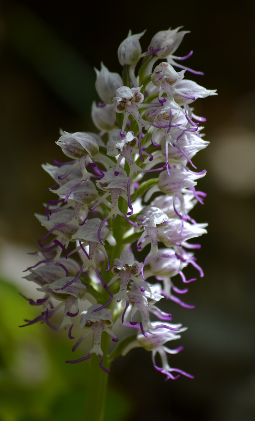 Изображение особи Orchis simia.