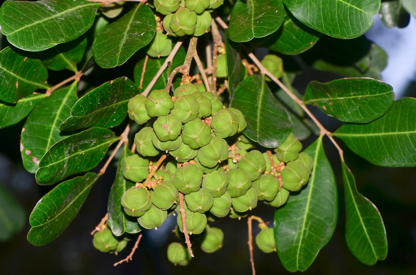 Image of Cupaniopsis anacardioides specimen.