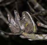 Hakea bucculenta. Часть веточки со старыми плодами. Израиль, Шарон, пос. Кфар Монаш, ботанический сад \"Хават Ганой\". 15.12.2015.