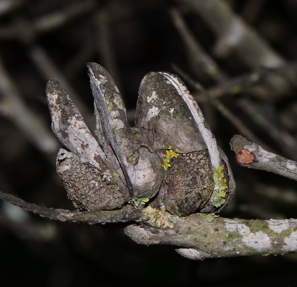 Image of Hakea bucculenta specimen.