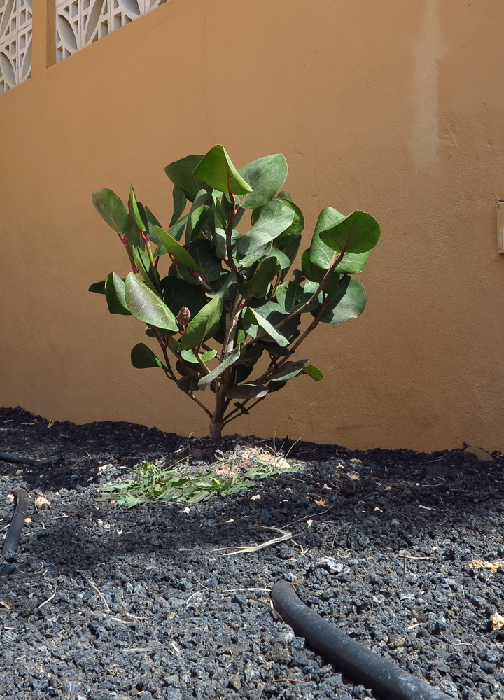 Image of Coccoloba uvifera specimen.